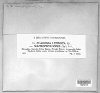 Cladonia subcervicornis image